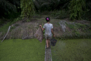 A child carries palm kernels collected from the ground across a creek at a palm oil plantation in Sumatra, Indonesia