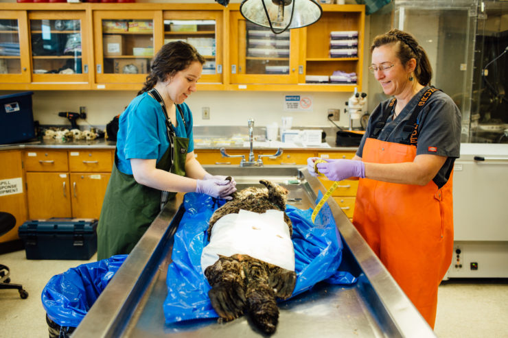 Burek (right) and assistant Rachael Rooney prepare an otter for necropsy at a U.S. Fish and Wildlife lab in Anchorage. (All activities conducted pursuant to National Marine Fisheries Service Permit No. 18786.)   