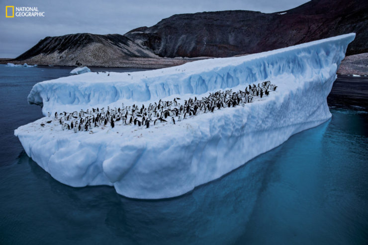 Adélie penguins slip and slide on ice; behind them, on Paulet Island, thousands more line the rocky, guano-streaked slopes. Adélie colonies along the peninsula’s western shores have collapsed as waters have warmed. But here on the peninsula’s northeast tip, winds and ocean currents keep waters a little cooler, and Adélies are thriving.