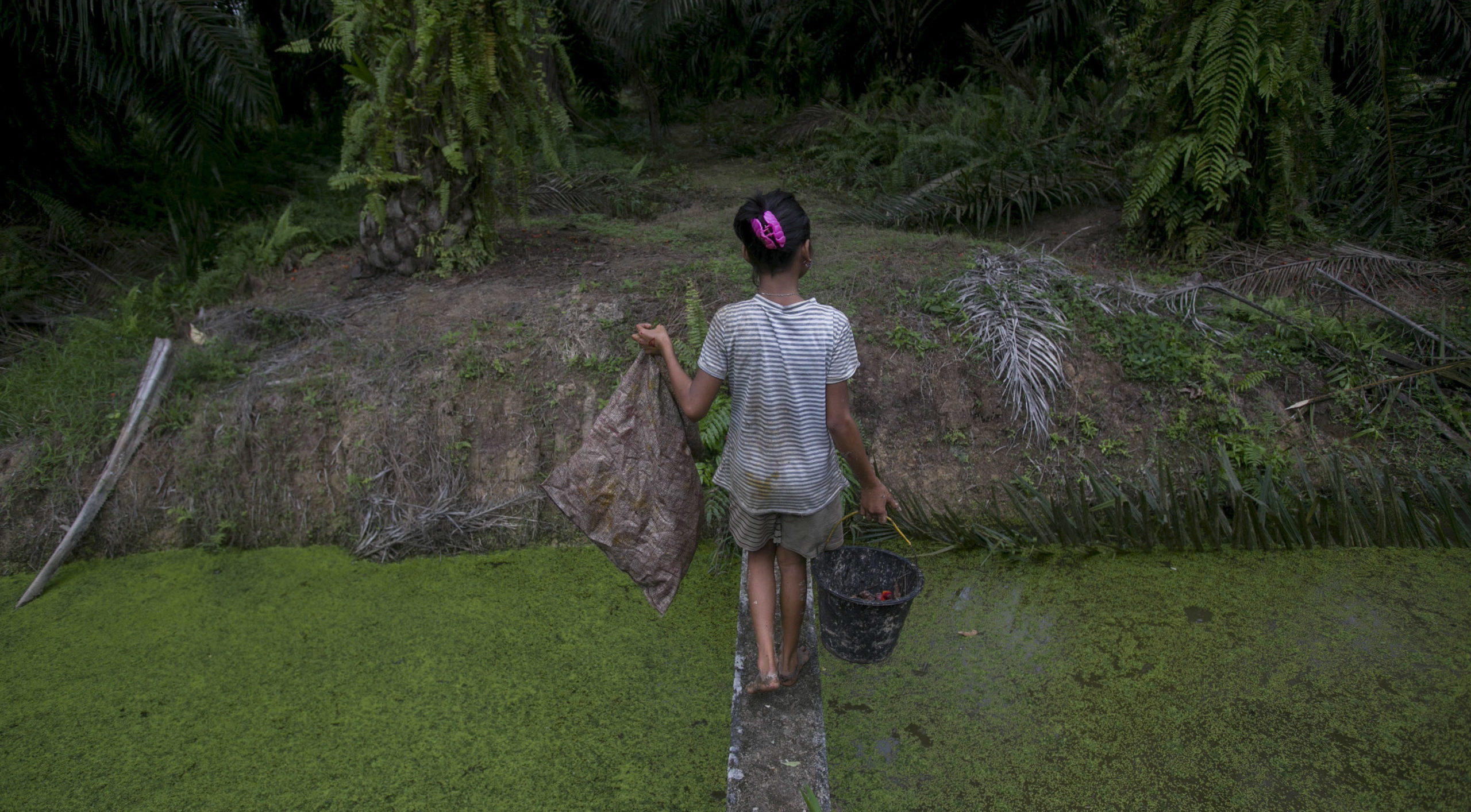 A child carries palm kernels collected from the ground across a creek at a palm oil plantation in Sumatra, Indonesia